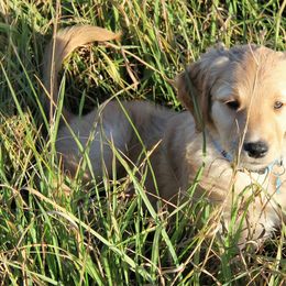 Golden Retriever Puppies from Mountain View Farms - World Class Golden Retrievers