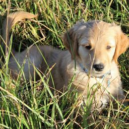 Golden Retriever Puppies from Mountain View Farms - World Class Golden Retrievers