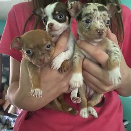 Chihuahua Puppies from Carey's Chihuahuas