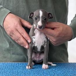 Boy 2 - Blue male Italian Greyhound puppy in Sugar Valley, Georgia from Pinnacle Farm and Kennel