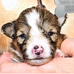 Sumac Leaf - Sable and white female Shetland Sheepdog puppy in Elberton, Georgia from Ioney's Southern Paws Shelties, Frenchies, and Yorkies