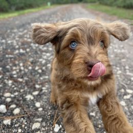 Aussiedoodle and Australian Shepherd Puppies from Autumn's Aussies
