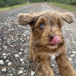 Aussiedoodle and Australian Shepherd Puppies from Autumn's Aussies