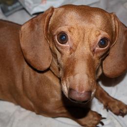 Dachshund puppies from Jae’s Puppy House