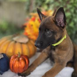 Hazel - Mahogany female Belgian Malinois puppy in Conover, North Carolina from Rose Kennels