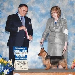 Australian Terriers from Redsky Australian Terriers