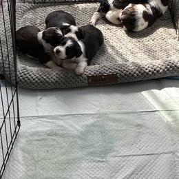 Miniature Schnauzer Puppies from The Blessing