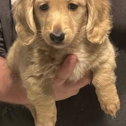 Uno - Cream female Dachshund puppy in Arp, Texas from Barksalot Dachshunds