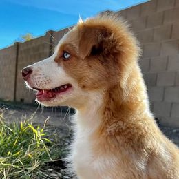 Yellow & White Female - Miniature American Shepherd puppy in Litchfield Park, Arizona from New Dawn Aussies