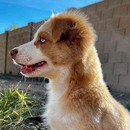 Yellow & White Female - Miniature American Shepherd puppy in Litchfield Park, Arizona from New Dawn Aussies