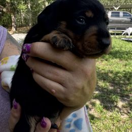 Ricky - Black and tan male Dachshund puppy in Brooksville, Florida from Ween Acres
