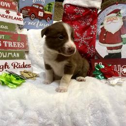 Border Collie and Jack Russell Terrier Puppies from CP FARMS BORDER COLLIES N JACKS CORP