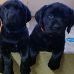 Labrador Retrievers from Jennifer Lepak's Labrador Retrievers