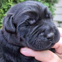 Red collar - Black male Labrador Retriever puppy in Fombell, Pennsylvania from Rebellion Labradors