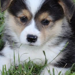 Pembroke Welsh Corgis from Corgi Connection of Central Texas