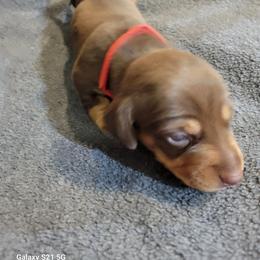 Dachshund Puppies from Weenies on the Lake