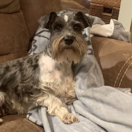Australian Cattle Dogs, Miniature Schnauzers, Pembroke Welsh Corgis, and Toy Australian Shepherds from Blue Creek Farms
