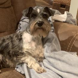 Australian Cattle Dogs, Miniature Schnauzers, Pembroke Welsh Corgis, and Toy Australian Shepherds from Blue Creek Farms