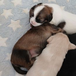Wilson - Lhasa Apso puppy from Cynthia's Lhasa Apsos