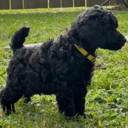 Felix - Black male Poodle puppy in Hartselle, Alabama from Phare Poodles