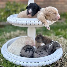 Sheepadoodle puppies from Sarah Pearl’s Mini Sheepadoodles