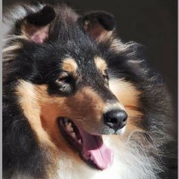 Denver - Collie
