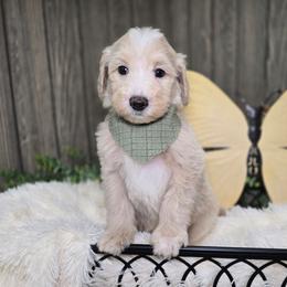 Ash - Apricot male Goldendoodle puppy in Woodburn, Indiana from DNLS Doodle Puppies