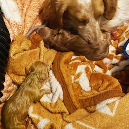 Dachshund Puppies from Barksalot Dachshunds