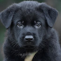 Boy 1 - Black German Shepherd puppy in Orlando, Florida from Büserhaus Working Dogs