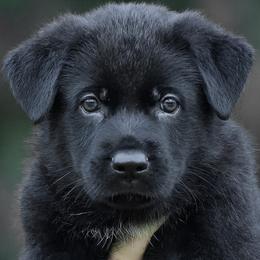 Boy 1 - Black German Shepherd puppy in Orlando, Florida from Büserhaus Working Dogs