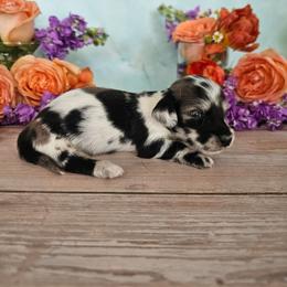 Nellie - Dapple female Dachshund puppy in Florence, Arizona from Doxie Town Az