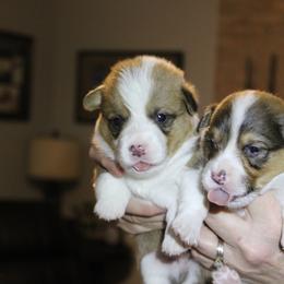 Pembroke Welsh Corgi Puppies from Rhone River Farm Pembroke Welsh Corgis