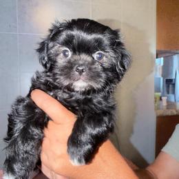 Talia - Black and white female Shih Tzu puppy in Kettering, Ohio from The Ruff Life Tribe