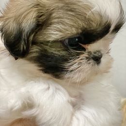 Shih Tzu Puppies from Willow Lane Shih Tzus