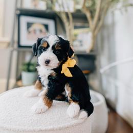 Sally - Tri-color female Bernedoodle puppy in Murray, Utah from Sun Valley Doodles