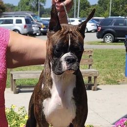 Jezebel - Boxer