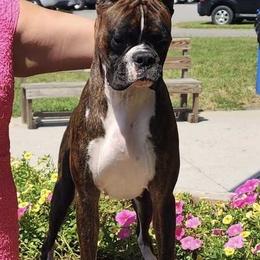 Jezebel - Boxer