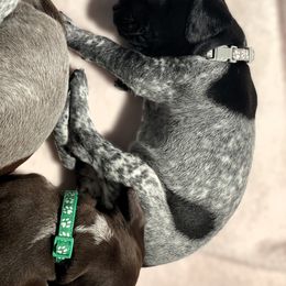 German Shorthaired Pointer Puppies from MaggieMae Andersen