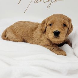 Bernedoodle, Double Doodle, and Goldendoodle Puppies from Winding Creek Ranch