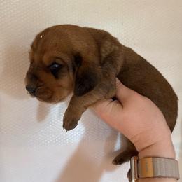 Simba - Mahogany and white male Basset Hound puppy in Leroy, Michigan from Iron Sentry Farms