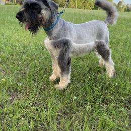 Matteo - Giant Schnauzer