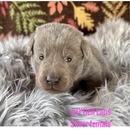 Sweeper - Chocolate female Labrador Retriever puppy in Sullivan, Missouri from O’Dell Labs