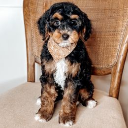 Ash - Black male Australian Labradoodle puppy in Decatur, Alabama from Southern Meadows Doodles