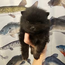 Kylo Ren - Black and tan male Pomeranian puppy in Indianola, Iowa from Argetsinger Poms