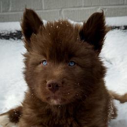 Mohagany - Red and white male Siberian Husky puppy in Florence, Kentucky from Moonlight Howl Huskies