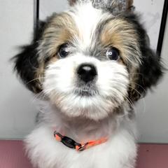 Boy 1 - Black and white male Shorkie puppy in Boca Raton, Florida from Tina-Marie's Pups