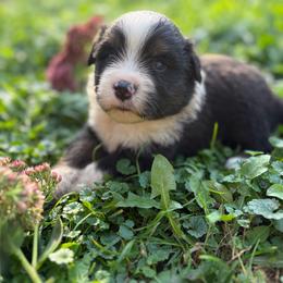 Lake Minnetonka - Black tri female Miniature Australian Shepherd puppy in Priest River, Minnesota from Offgrid Aussies