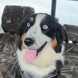 Oakley - Australian Shepherd