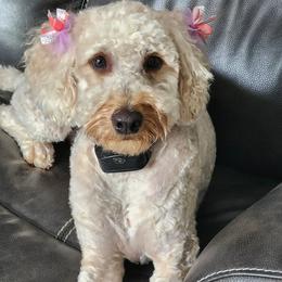 Winnie - Cream female Goldendoodle puppy in Mocksville, North Carolina from Hunting Creek Farm & Kennel
