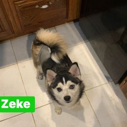 Z - Pomsky